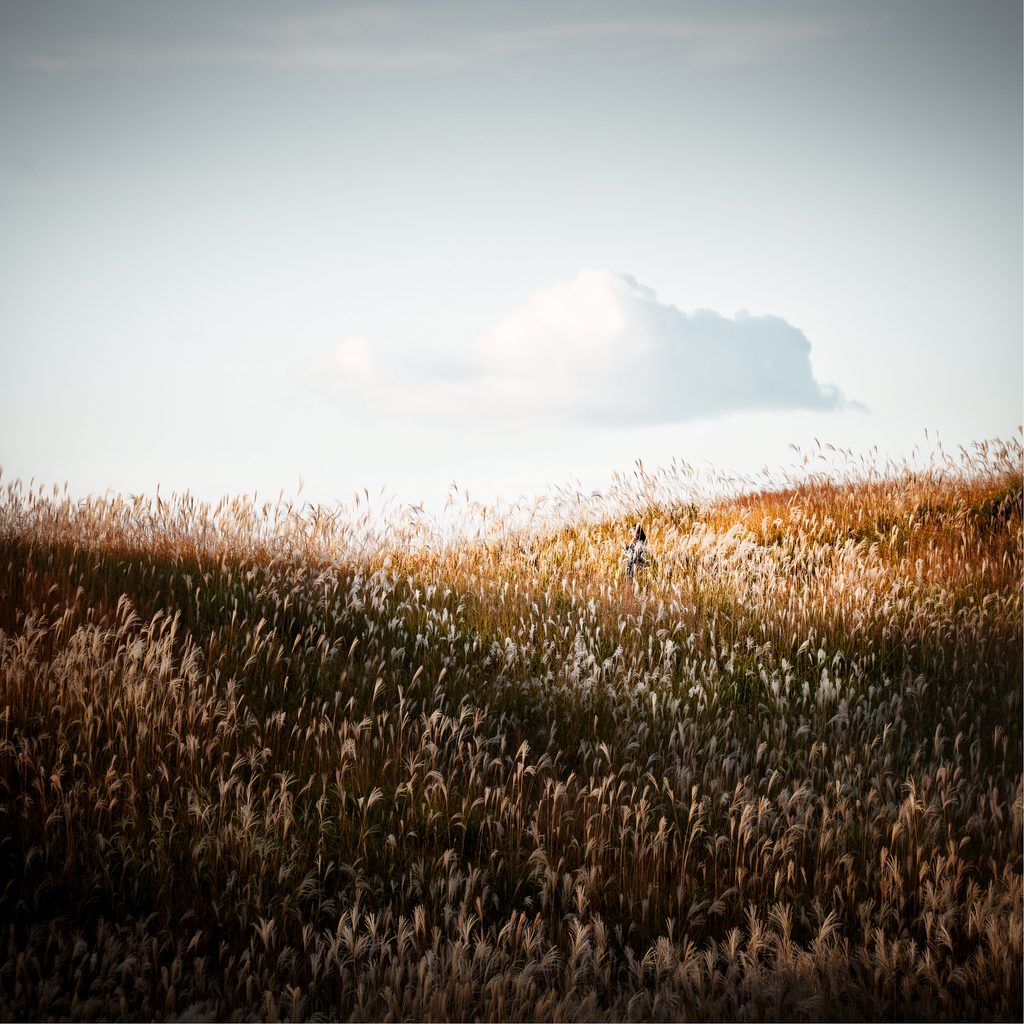 Last light over the Soni Highlands in Japan, with a lone figure among tall autumn grasses.