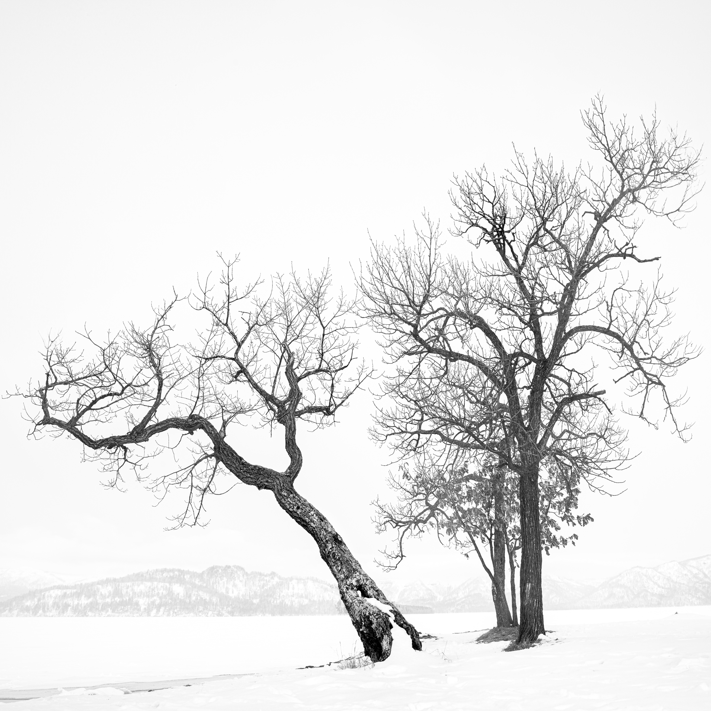Black and white photograph of a leaning tree beside upright trees in deep snow, with faint mountains beyond a frozen lake in Hokkaido.