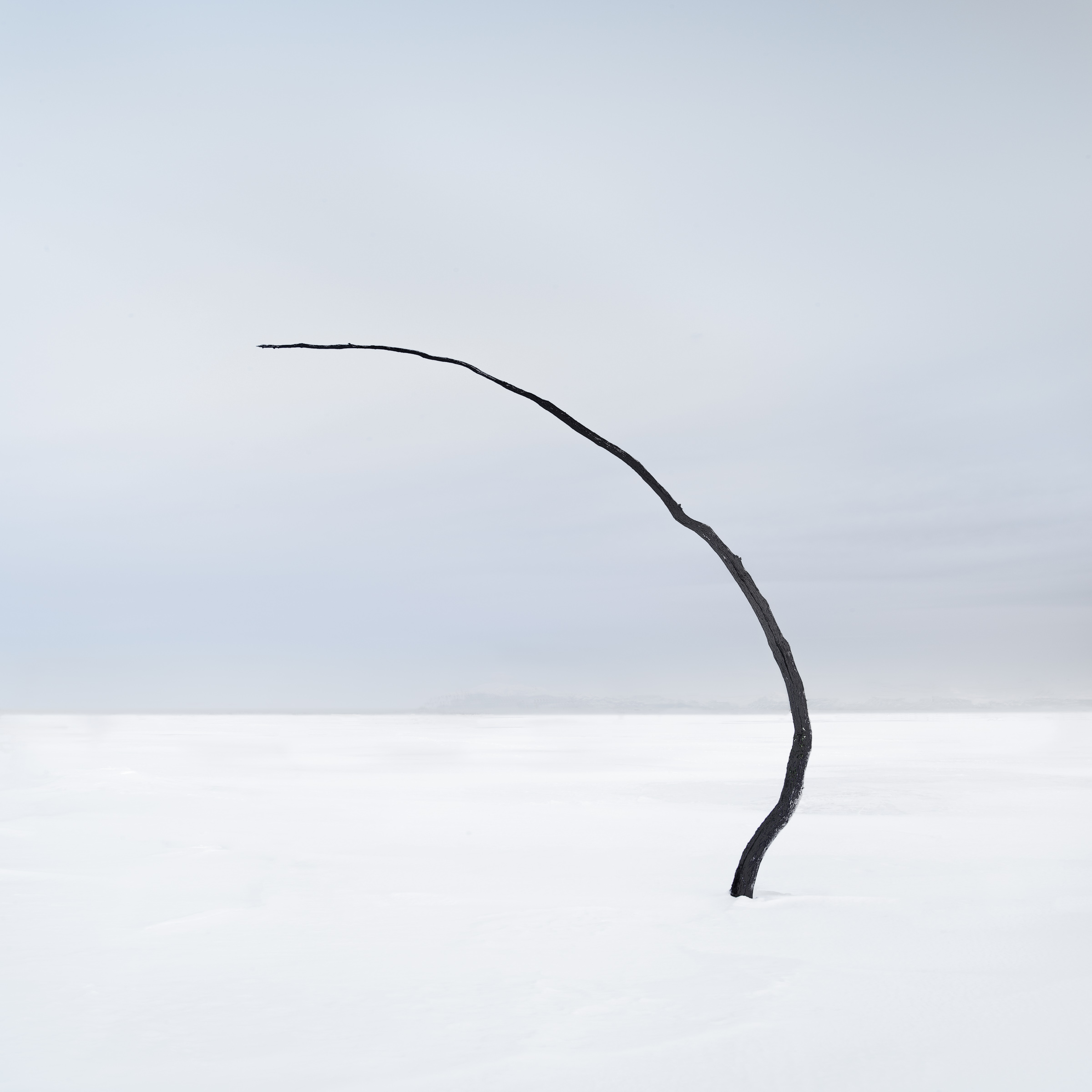 Bare branch in a minimalist winter landscape, Hokkaido